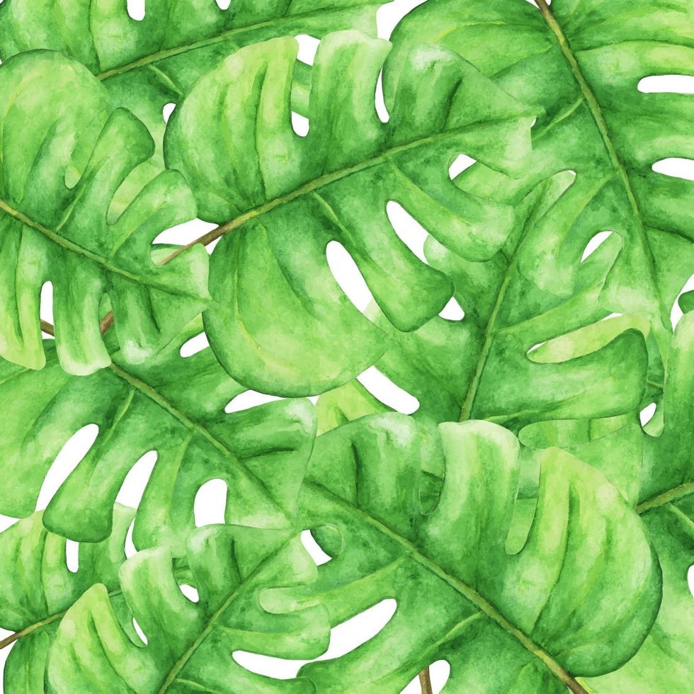 feuilles de monstera vert tropical. illustration à l'aquarelle. vecteur