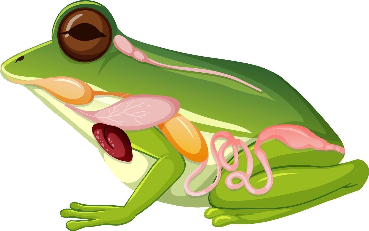 anatomie interne de la grenouille avec des organes vecteur