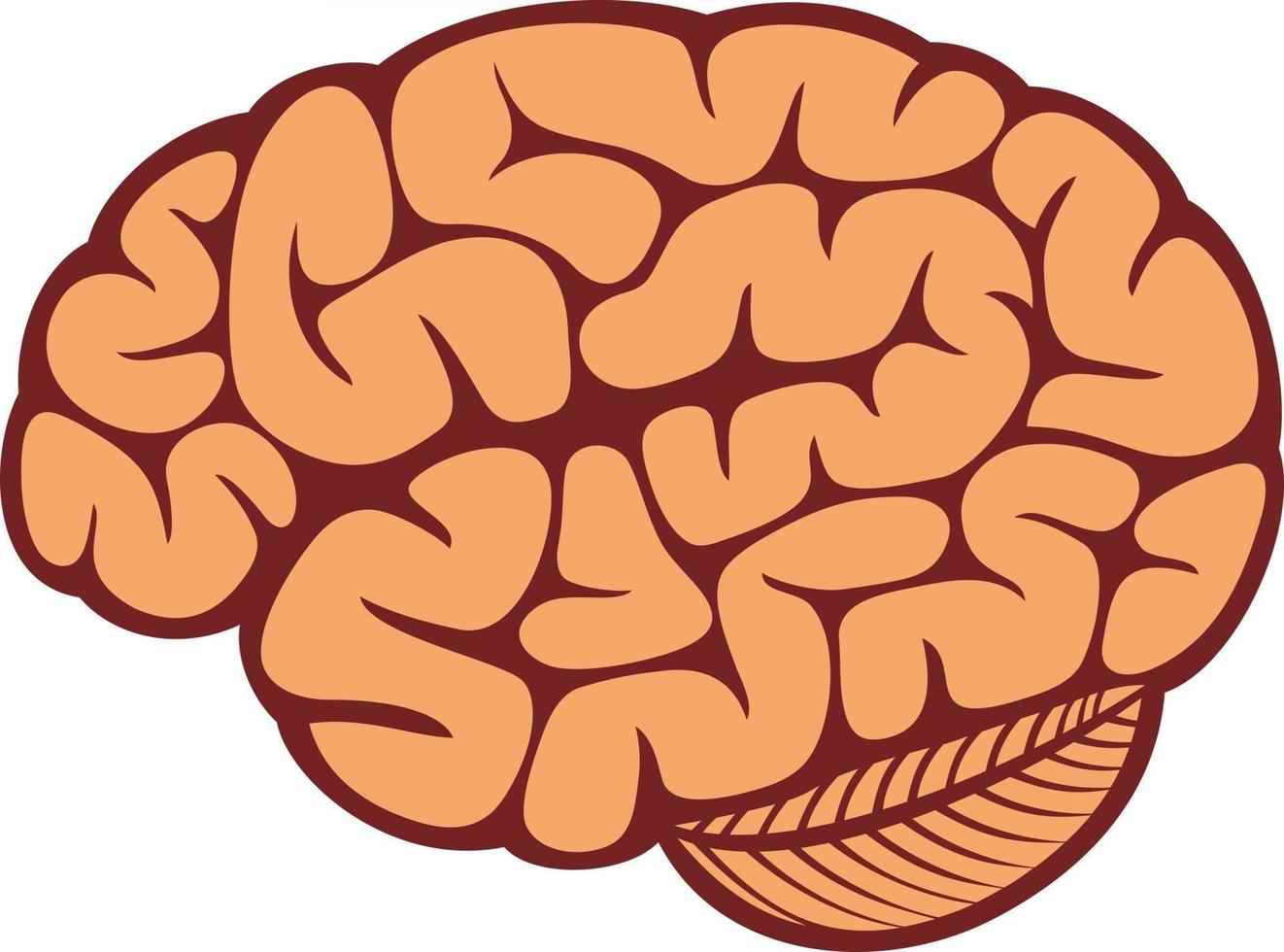 le cerveau humain vecteur