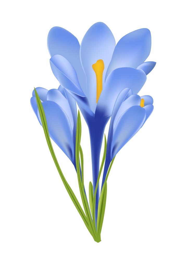 illustration vectorielle de fleur de crocus vecteur