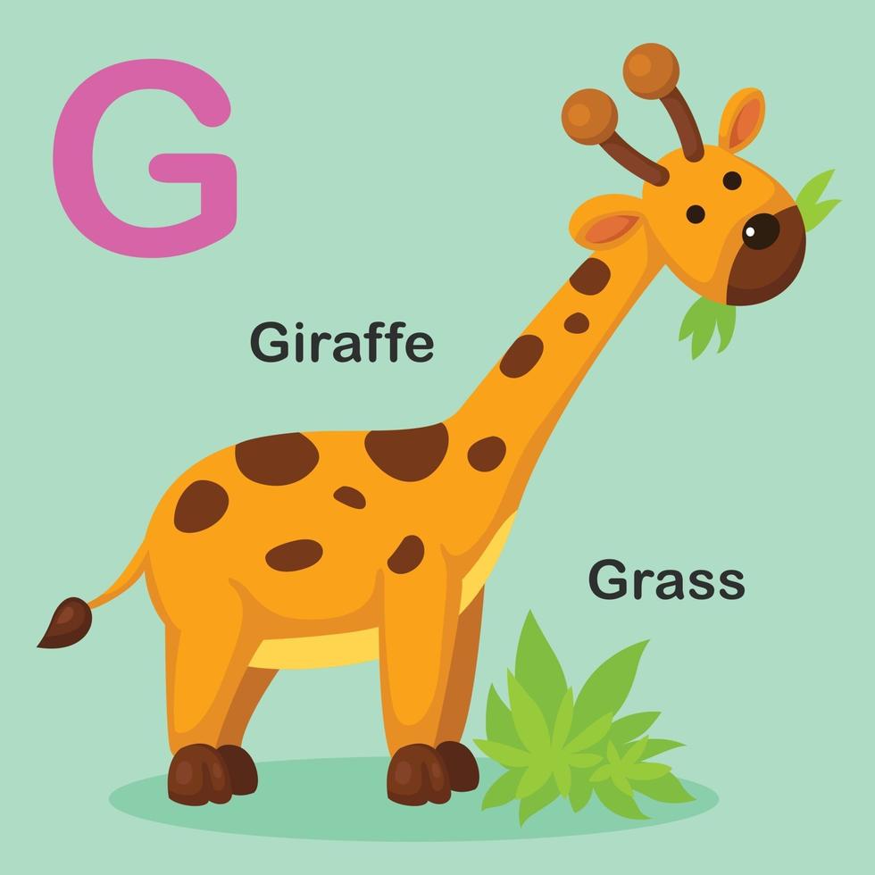 illustration, isolé, animal, alphabet, lettre, g-herbe, girafe vecteur