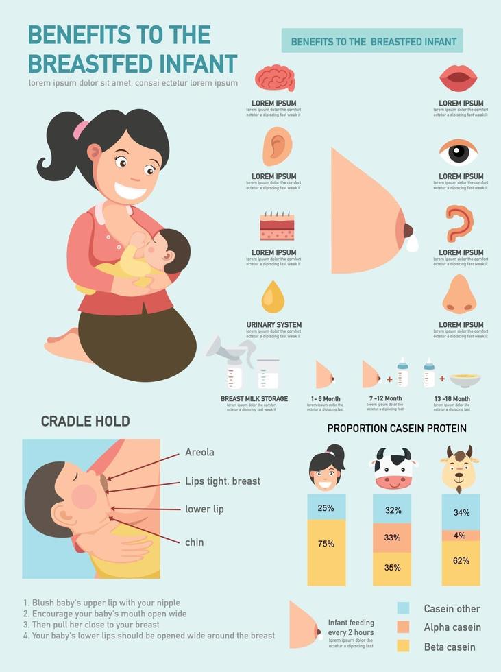 avantages pour le nourrisson allaité infographics.vector vecteur