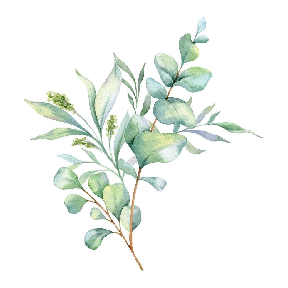 eucalyptus aquarelle illustration. eucalyptus verdure main peint isolé sur blanc Contexte. parfait pour mariage faire-part, floral Étiquettes, de mariée douche et floral salutation cartes vecteur