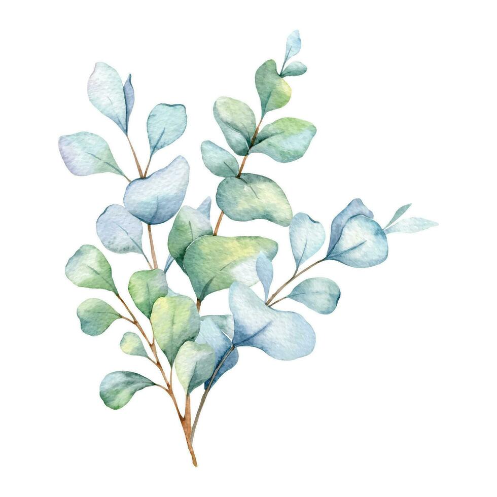 eucalyptus aquarelle illustration. eucalyptus verdure main peint isolé sur blanc Contexte. parfait pour mariage faire-part, floral Étiquettes, de mariée douche et floral salutation cartes vecteur