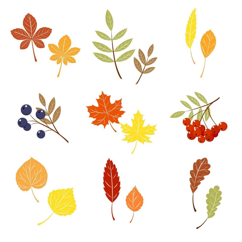 ensemble de feuilles d'automne colorées. illustration vectorielle. vecteur