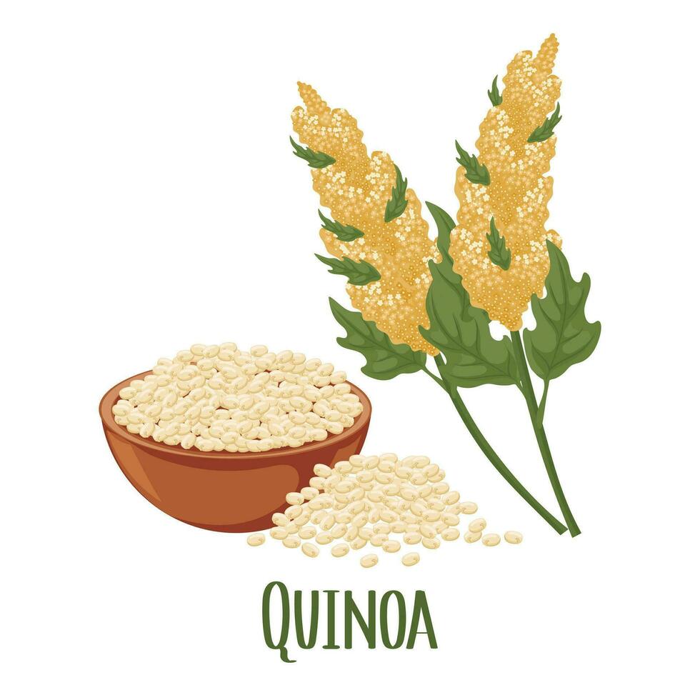 ensemble de quinoa céréales et épillets. quinoa usine, quinoa céréales dans une plaque. agriculture, nourriture, conception éléments, vecteur