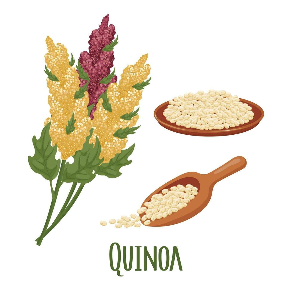 ensemble de quinoa céréales et épillets. quinoa usine, quinoa céréales dans une plaque, cuillère. agriculture, nourriture, conception éléments, vecteur