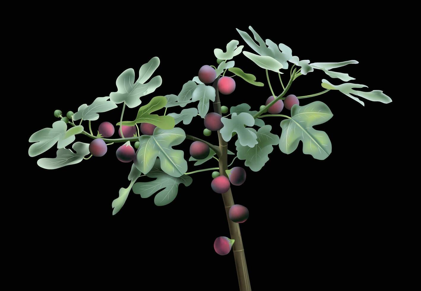 ficus figues des fruits vert branche feuilles pour Contexte conception. vecteur