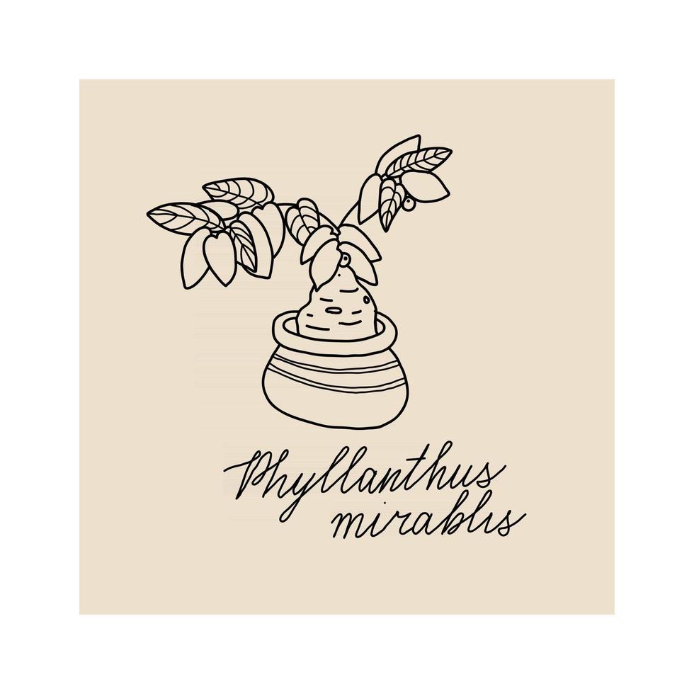 illustration dessinée à la main de la plante phyllanthus mirablis vecteur