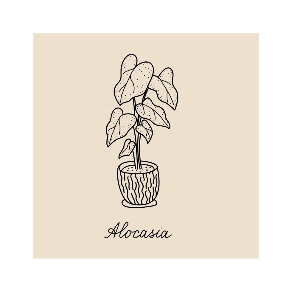 illustration dessinée à la main de l'alocasia des plantes vecteur