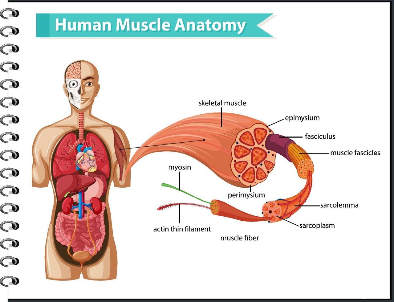 anatomie musculaire humaine avec anatomie du corps vecteur