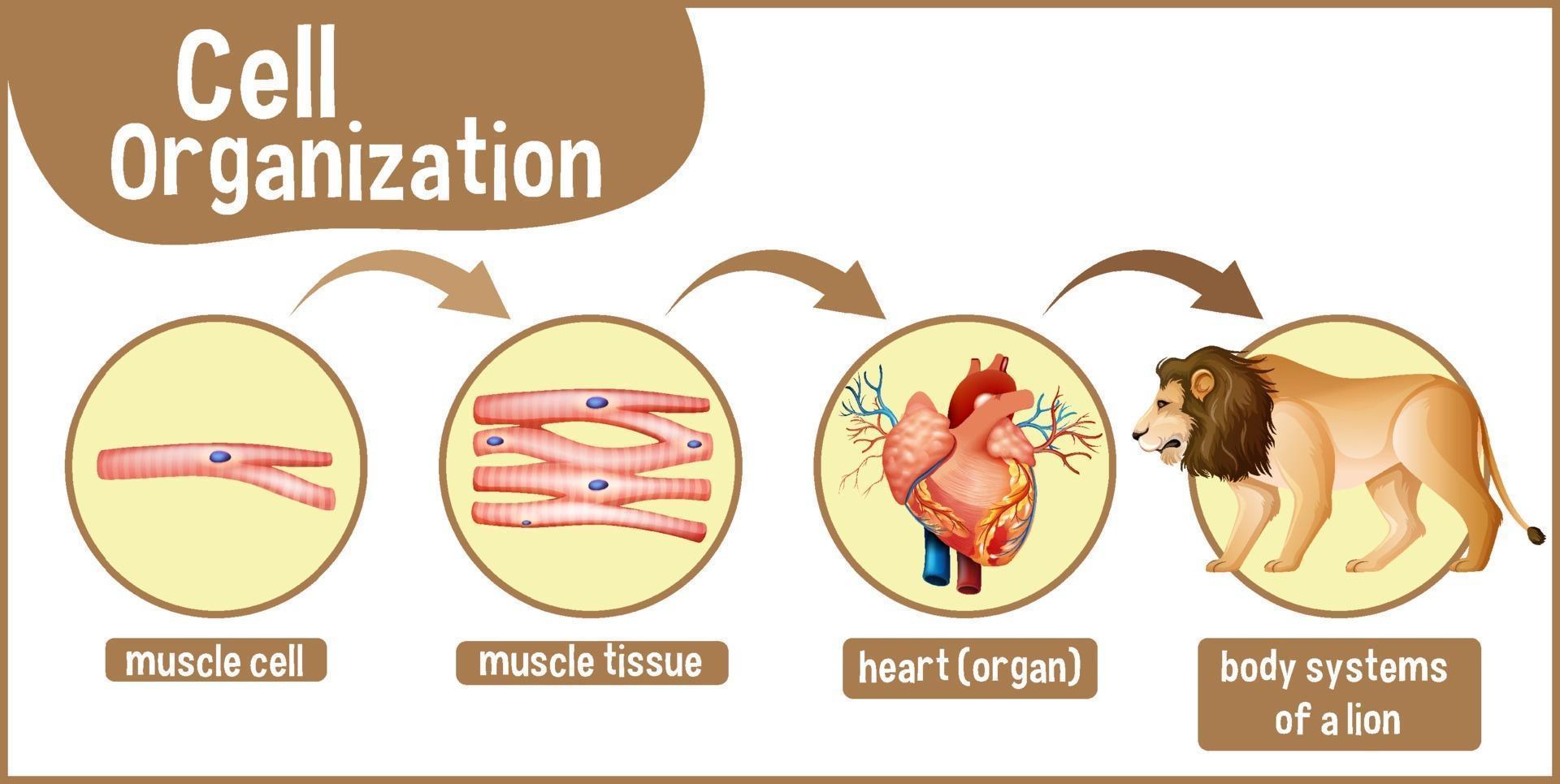 schéma montrant l'organisation cellulaire chez un lion vecteur