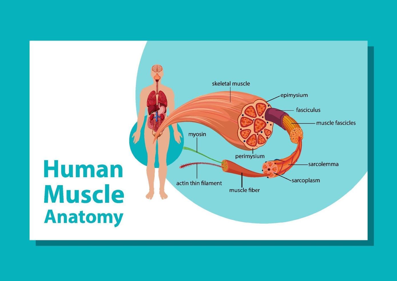 anatomie musculaire humaine avec anatomie du corps vecteur