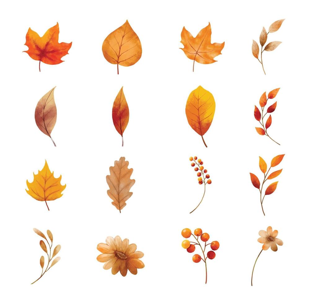 feuilles d'automne et ensemble de fleurs isolés. feuille à l'aquarelle vecteur