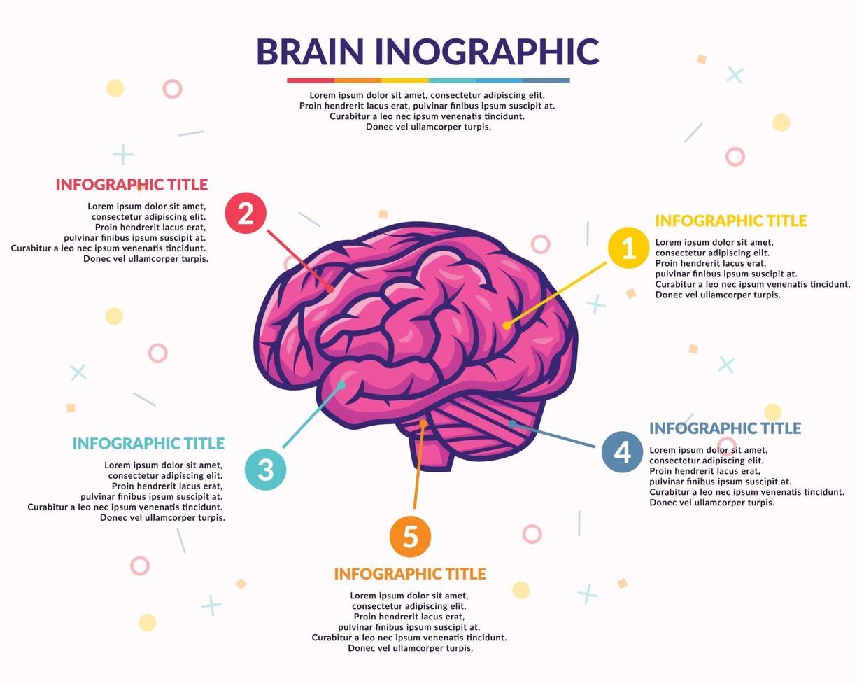 modèle de vecteur d'infographie du cerveau humain