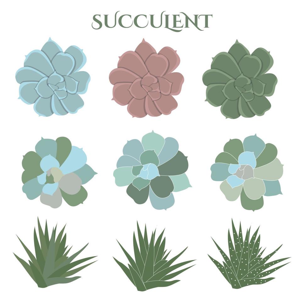 ensemble de couleurs succulentes, cactus dessinés à la main, floral vecteur