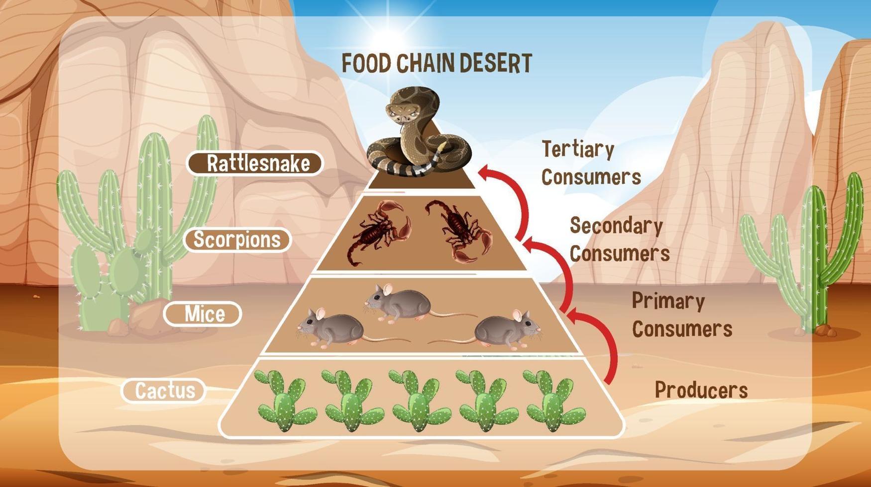 diagramme montrant la chaîne alimentaire du désert pour l'éducation vecteur