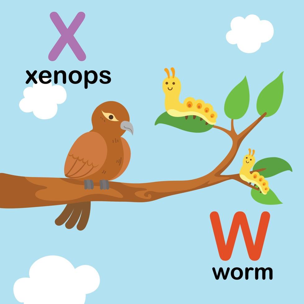 Lettre de l'alphabet w-ver,x-xenops,illustration vecteur
