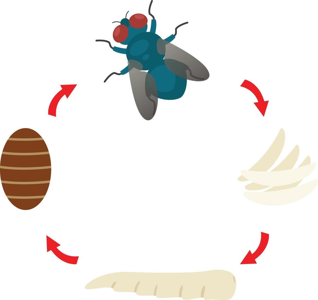vecteur de mouche domestique illustration cycle de vie