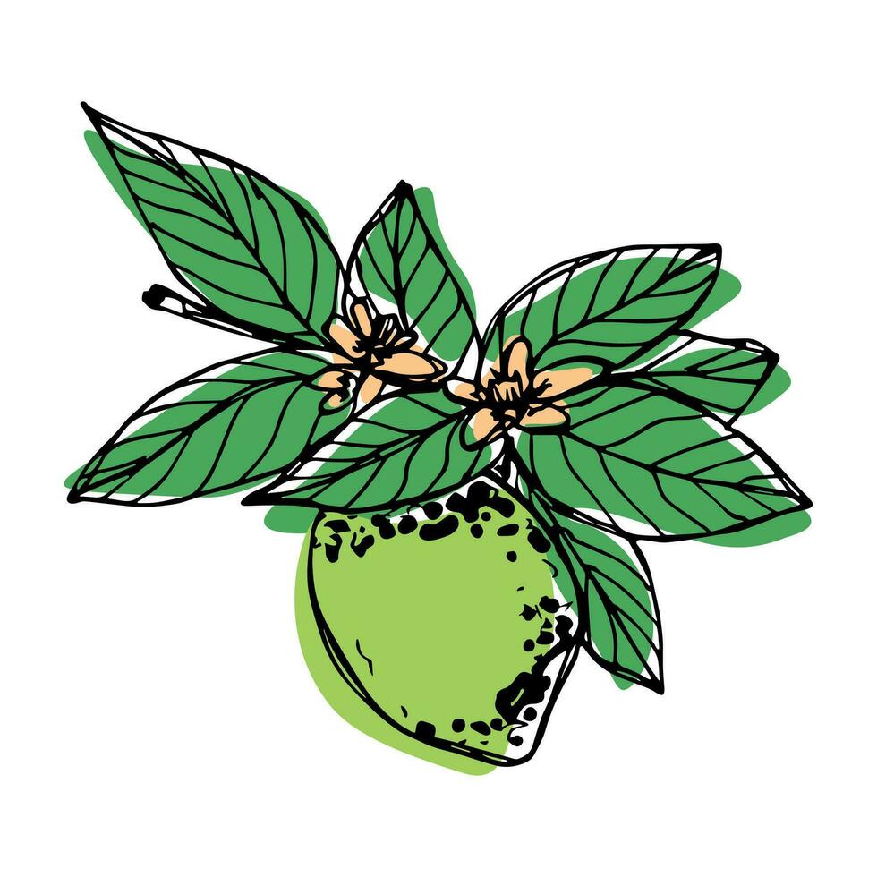 vecteur citron vert clipart. main tiré agrumes icône. fruit illustration. pour imprimer, la toile, conception, décor