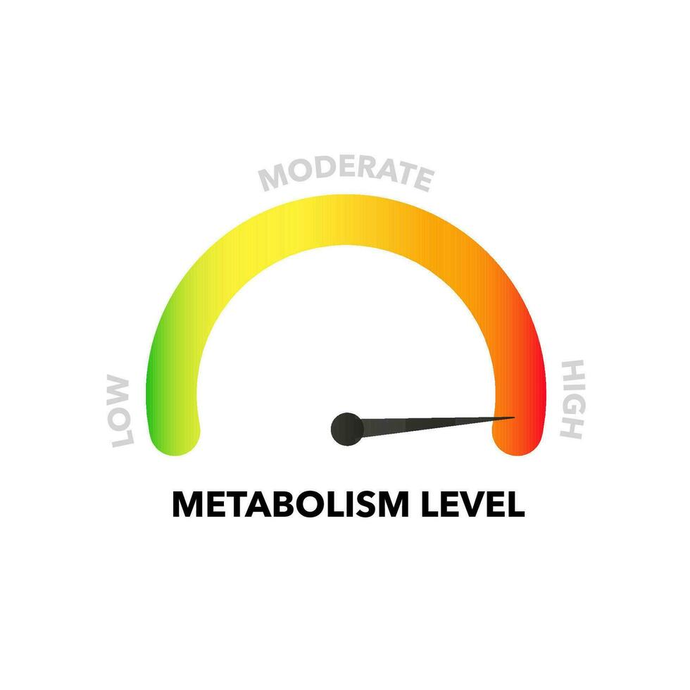 Couleur indicateur de métabolisme. mesure jauge avec faible modérer et haute cadran montrant positif et négatif pression avec tableau de bord vecteur santé