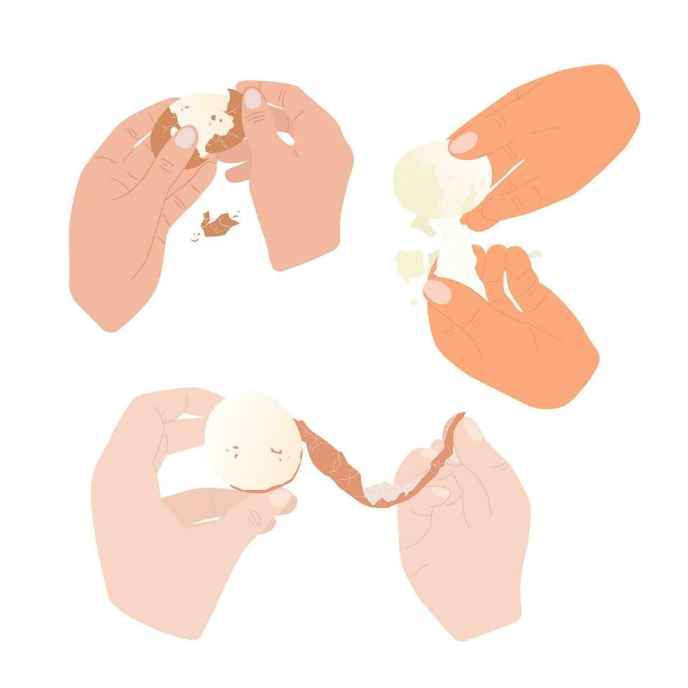 poulet des œufs avec cassé coquilles. mains peler des œufs. poulet bouilli œuf. vecteur illustration