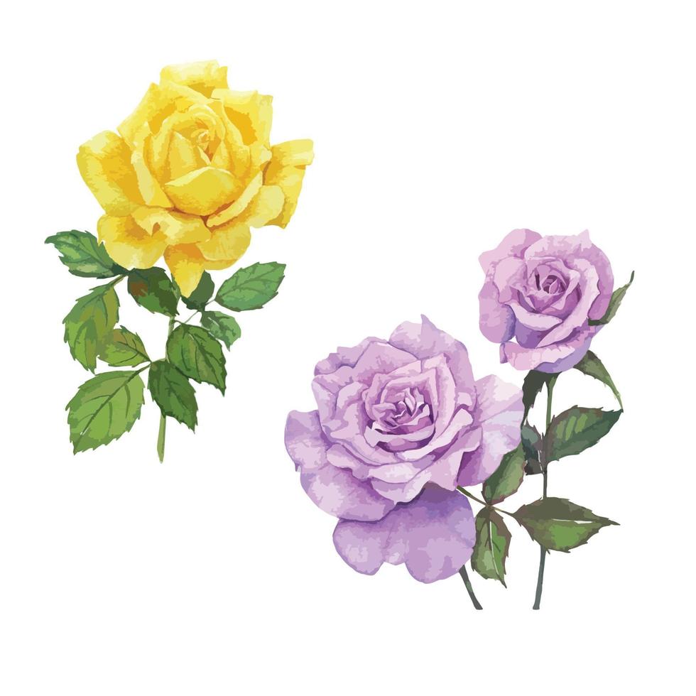 rose jaune et violette vecteur