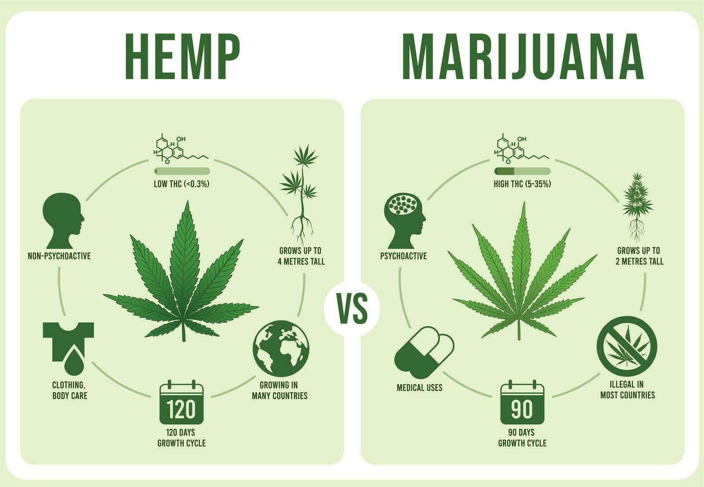 chanvre contre marijuana infographies. cannabis feuille, faible et hauteur thc vecteur illustration