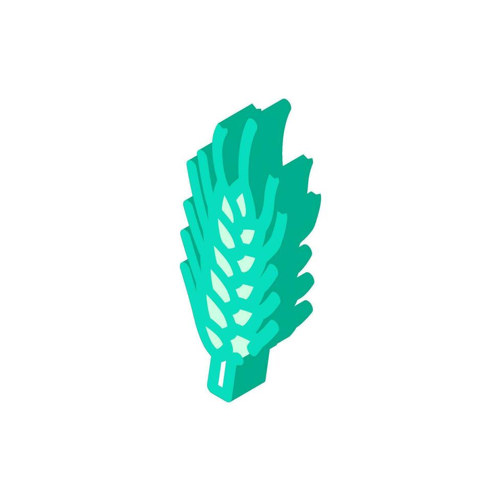 vert orge plante isométrique icône vecteur illustration