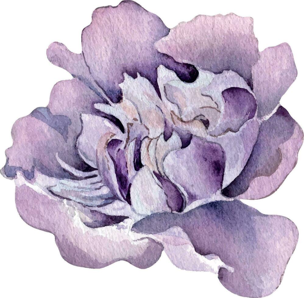 aquarelle violet rose pivoine fleur isolé sur blanc Contexte. gothique floral botanique illustration main dessiné. gothique foncé mariage décoration dans ancien style. élément pour invitation, toile de fond vecteur