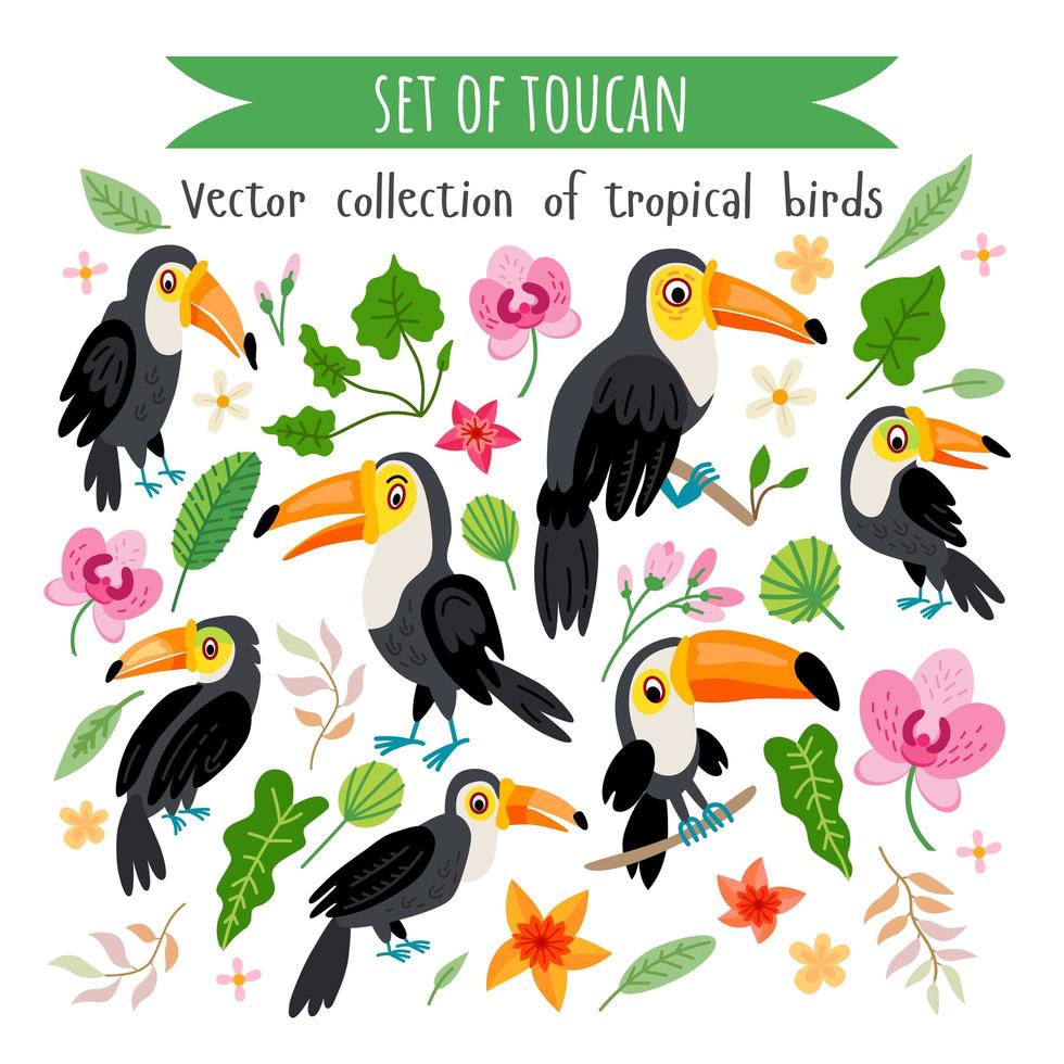 vecteur, ensemble, de, toucans, isolé, blanc vecteur