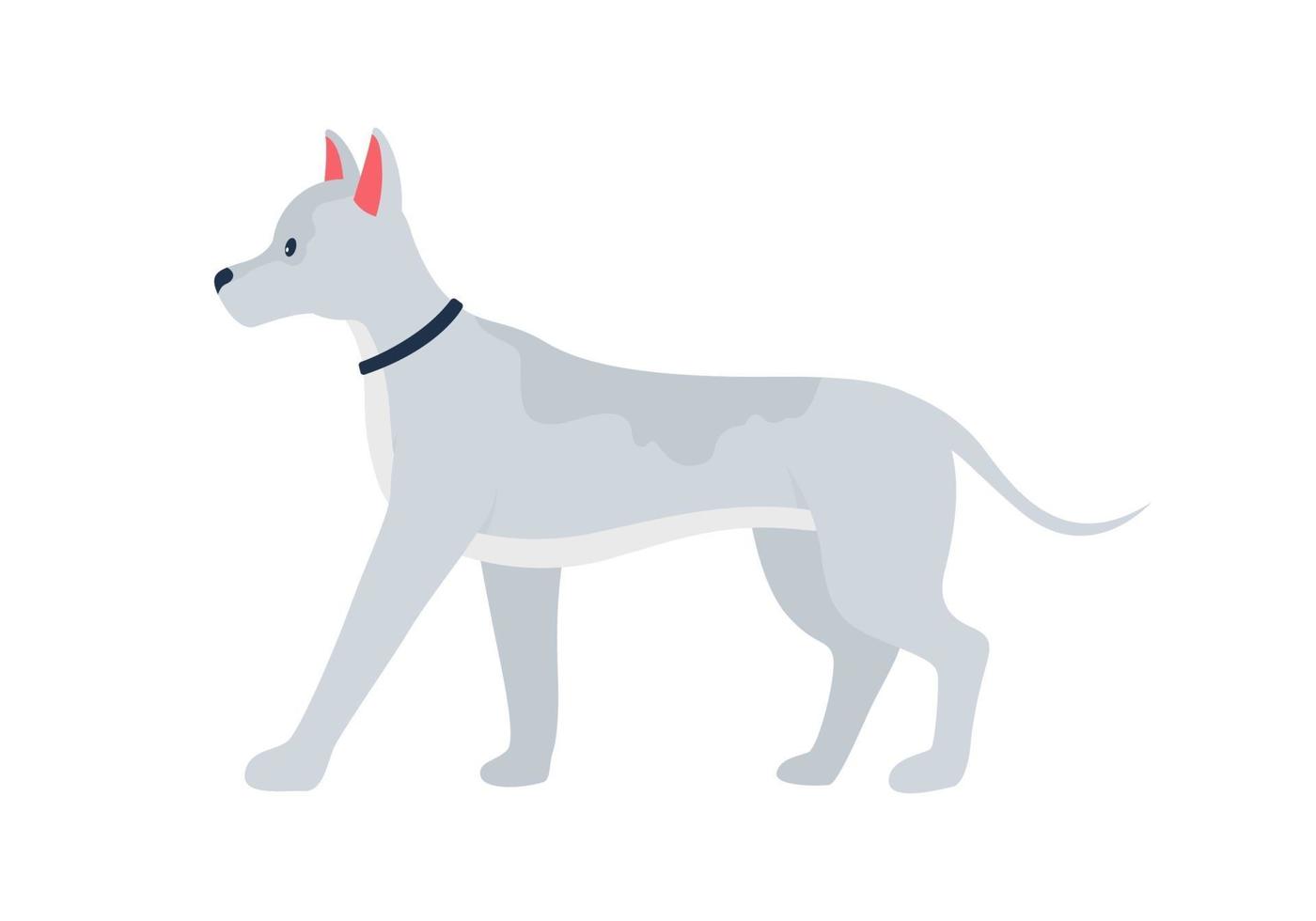 chien gris avec des oreilles piquées caractère vectoriel de couleur semi-plat