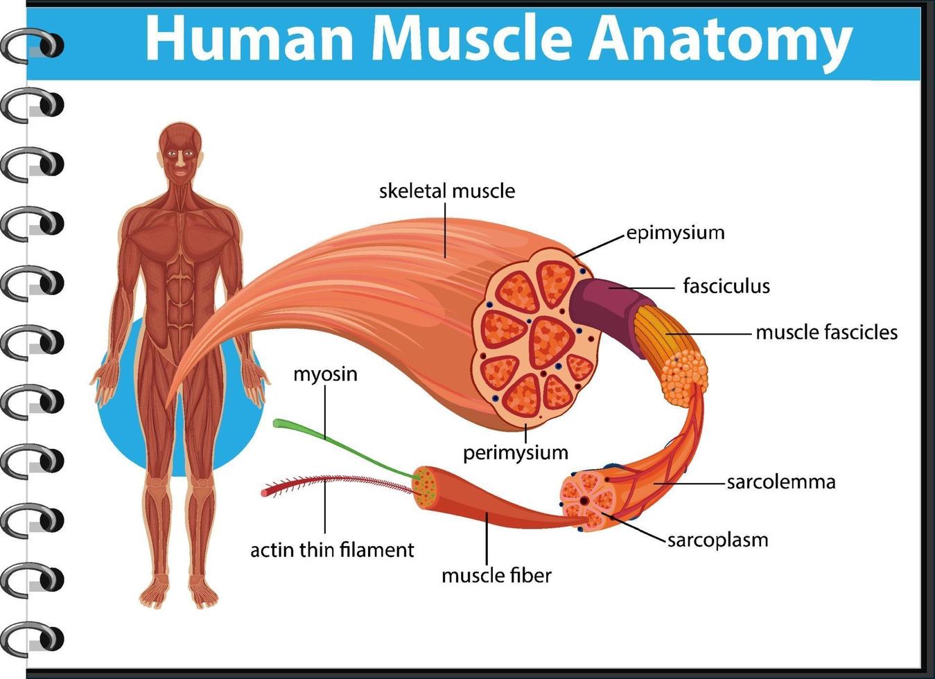 anatomie musculaire humaine avec anatomie du corps vecteur