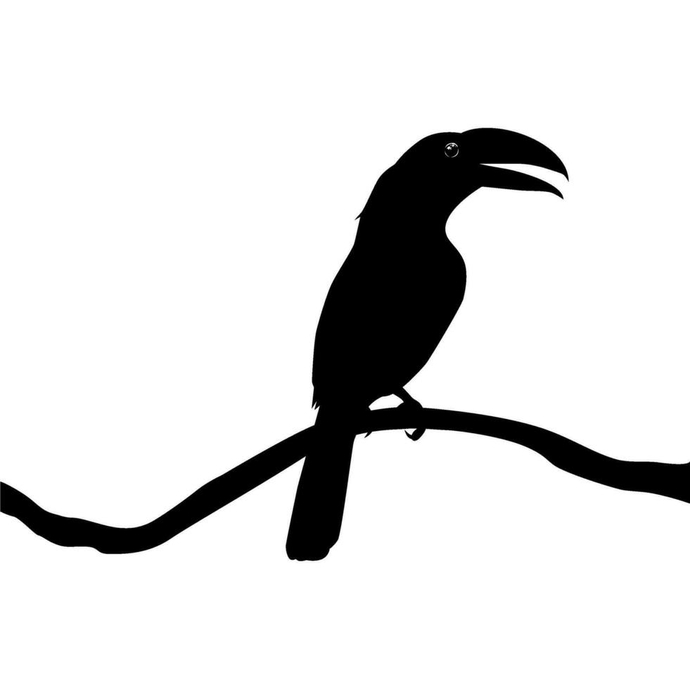 toucans sont néotropical membres de le près passereau oiseau famille Ramphastidés. le Ramphastidae sont plus étroitement en relation à le américain les barbets, oiseau silhouette. vecteur illustration