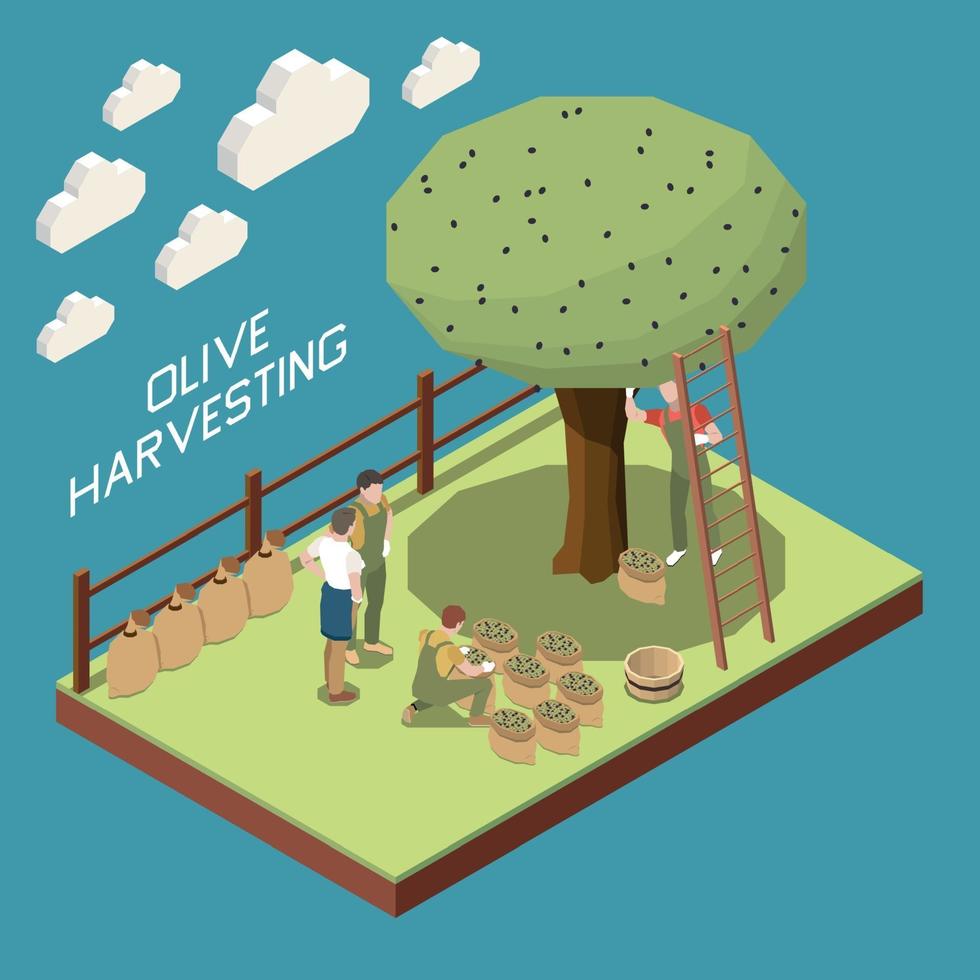 composition isométrique de la récolte des olives vecteur