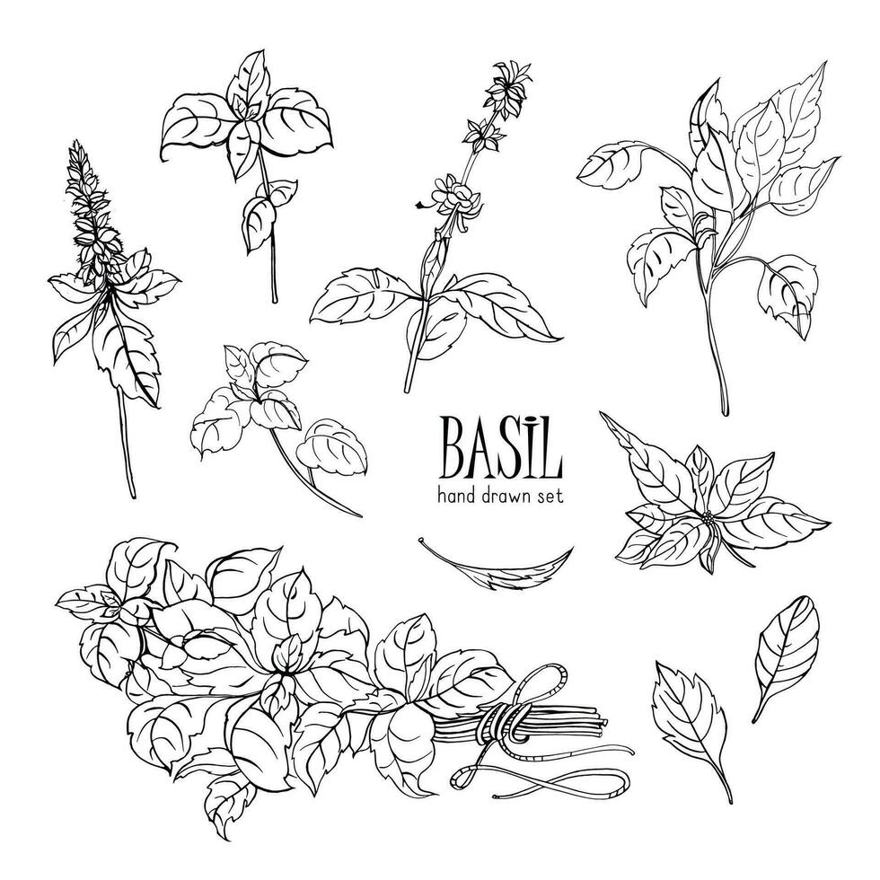 ensemble de basilic plante. contour main tiré collection. vecteur illustration.