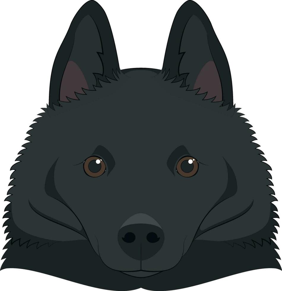 schipperke chien isolé sur blanc Contexte vecteur illustration