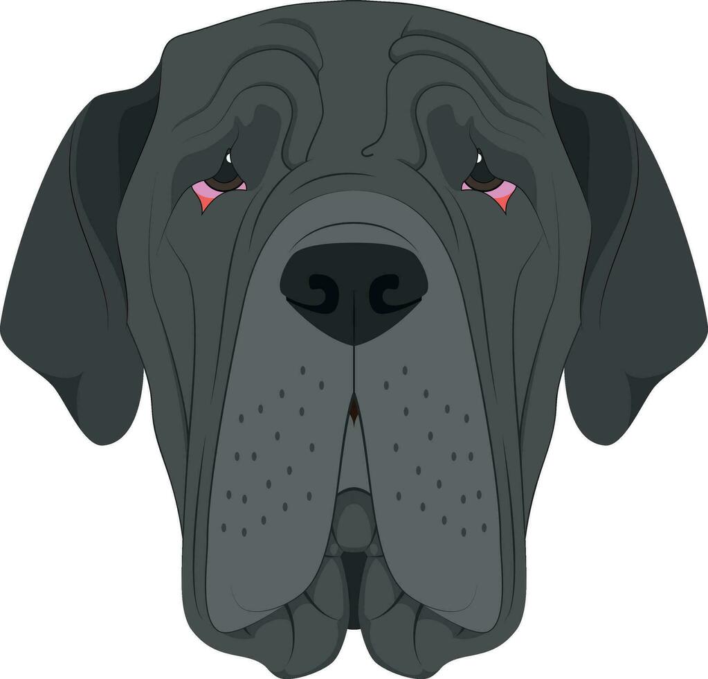 napolitain mastiff chien isolé sur blanc Contexte vecteur illustration