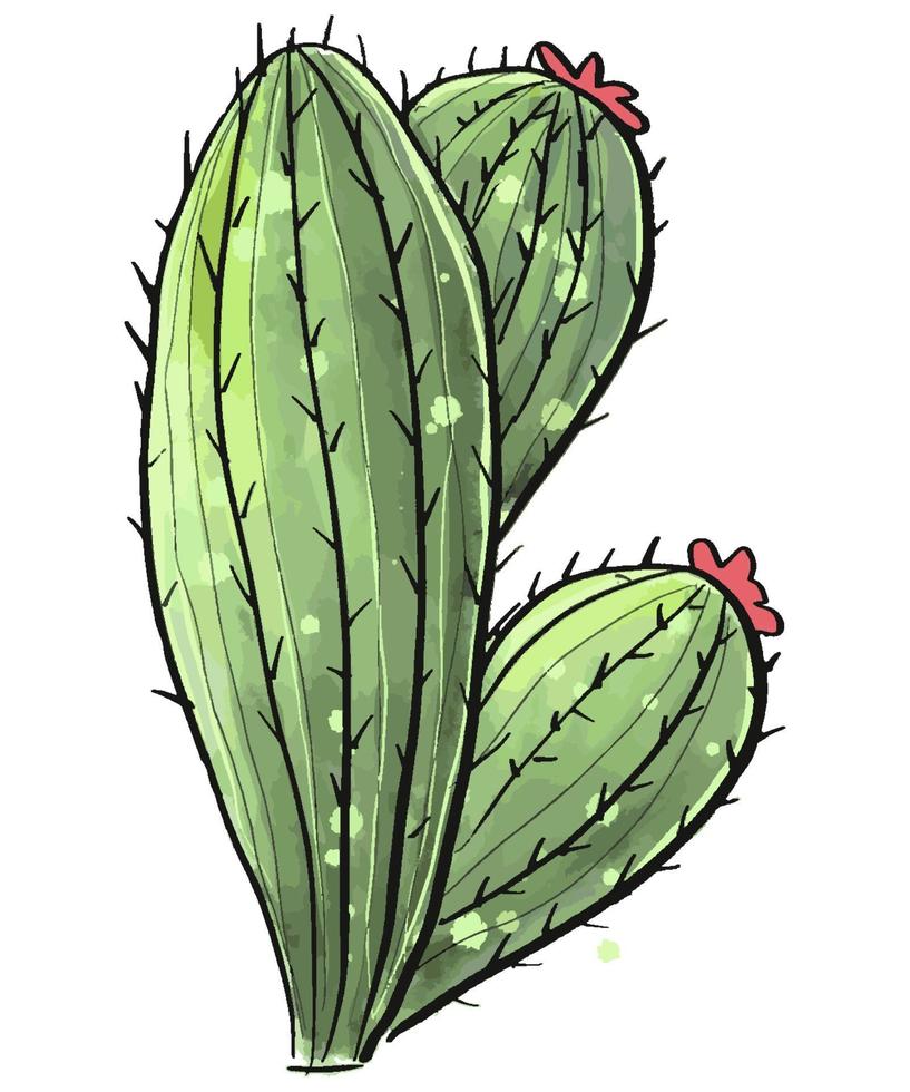 cactus dans un style Aquarelle isolé sur fond blanc. vecteur
