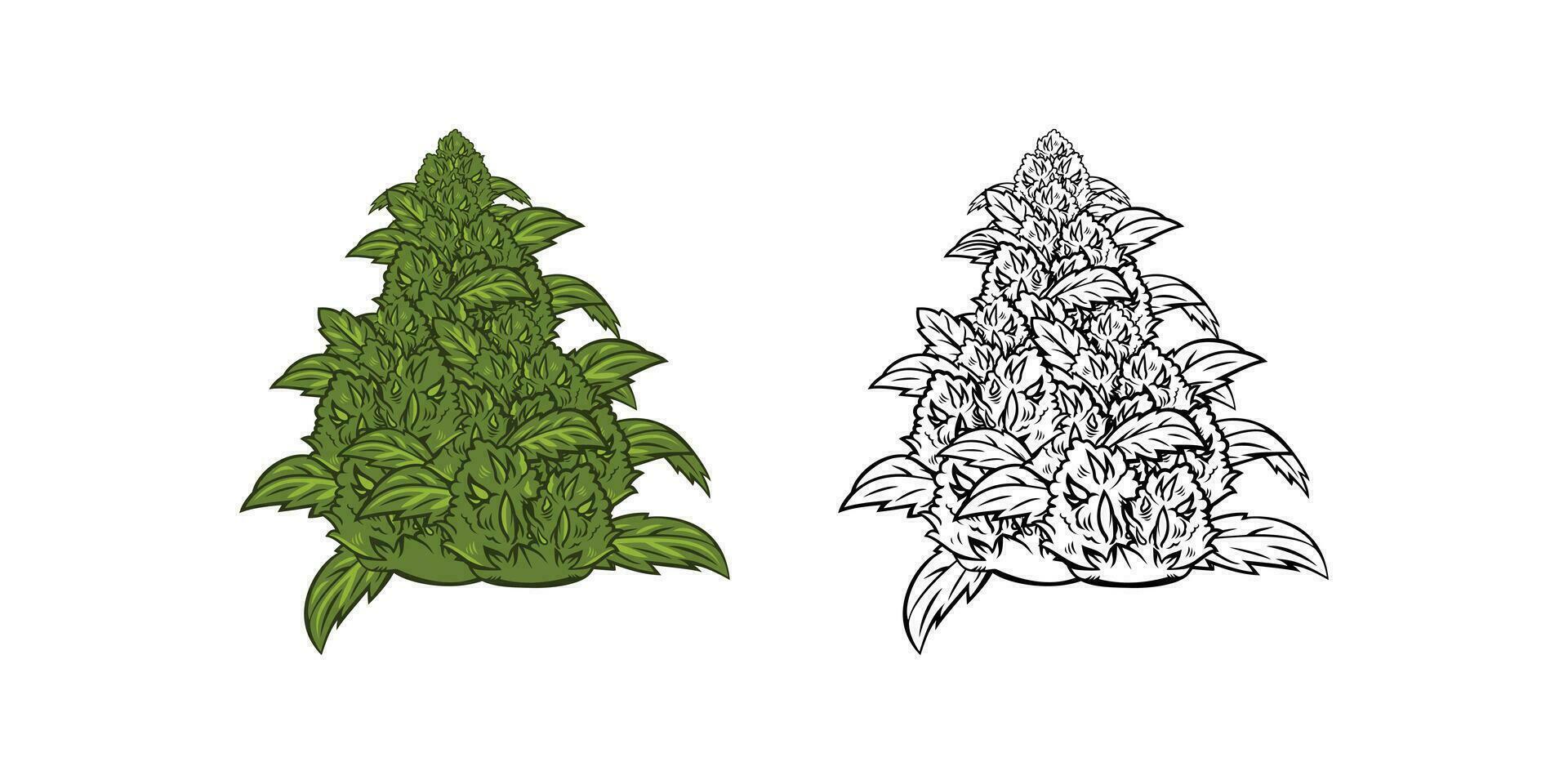 cannabis fleur illustration vecteur