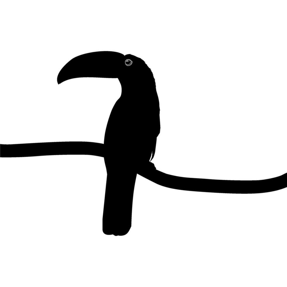 toucans sont néotropical membres de le près passereau oiseau famille Ramphastidés. le Ramphastidae sont plus étroitement en relation à le américain les barbets, oiseau silhouette. vecteur illustration