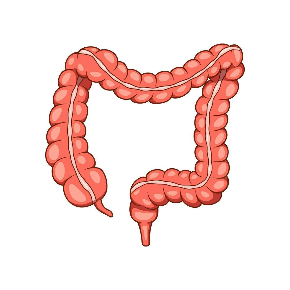illustration de côlon organe vecteur. Humain grand intestin. vecteur