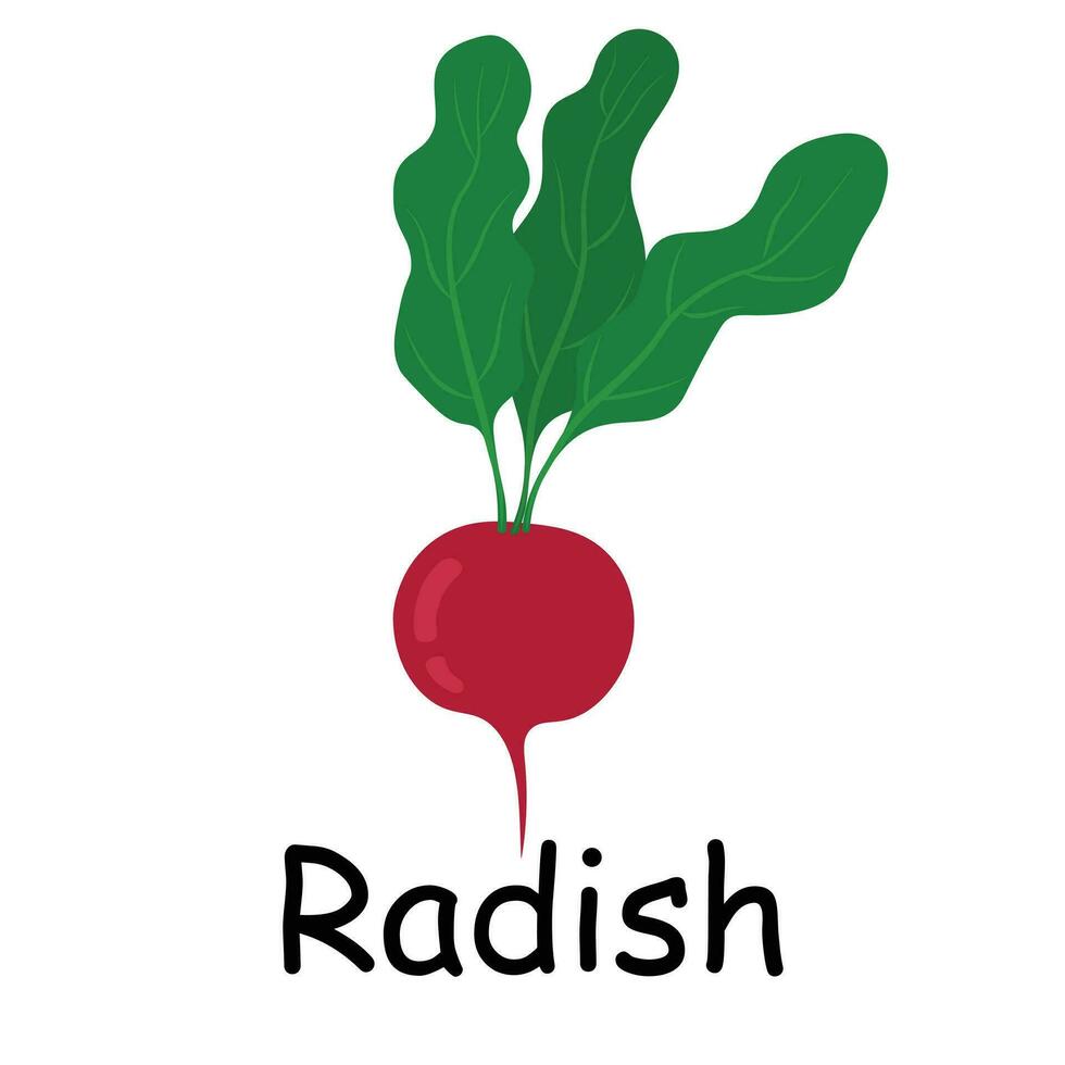 un radis illustration plat vecteur. des légumes flashcard. élément pour cuisine, cuisson, super marché, en bonne santé mode de vie concept vecteur