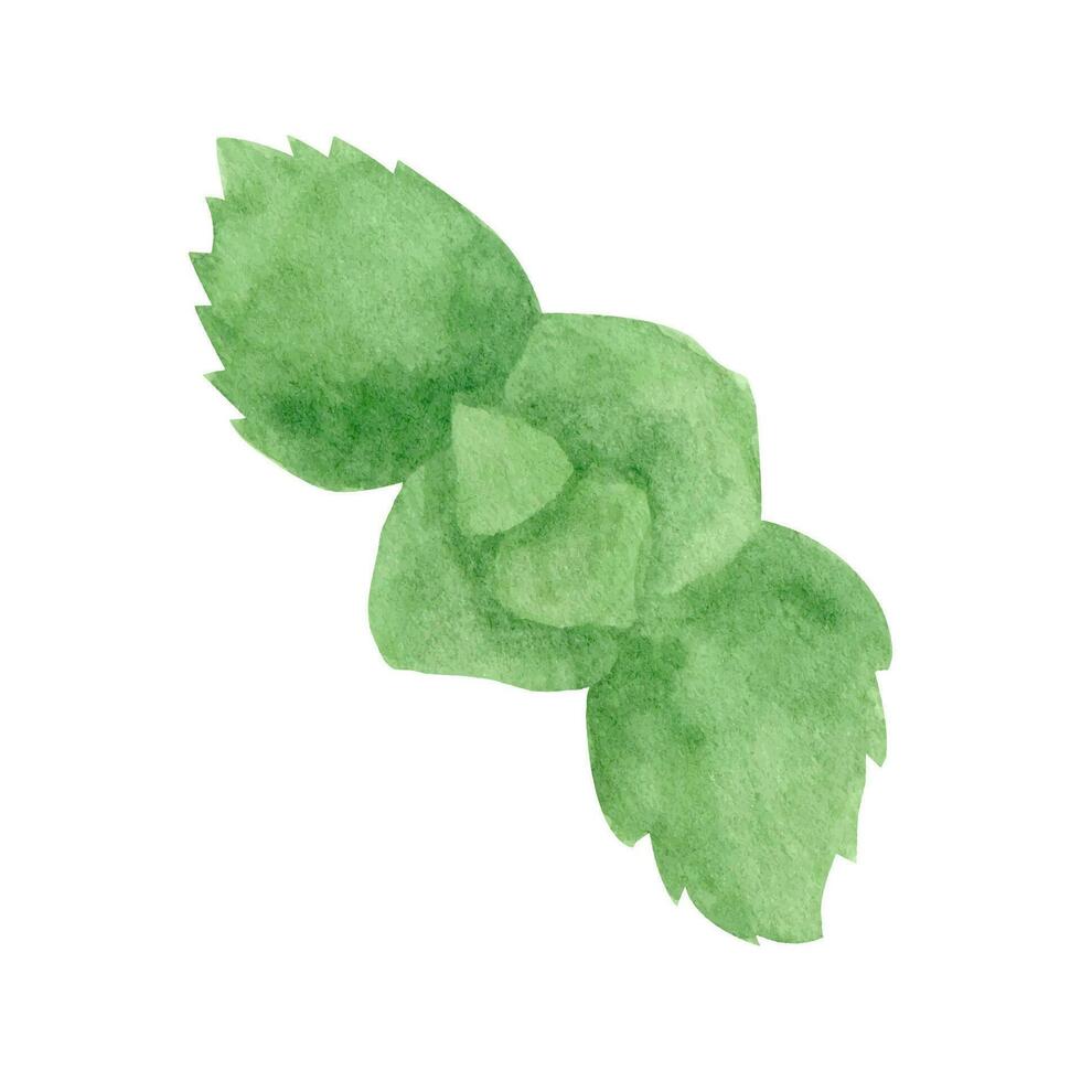 aquarelle menthe clipart, été faire la fête. botanique illustration herbe vecteur