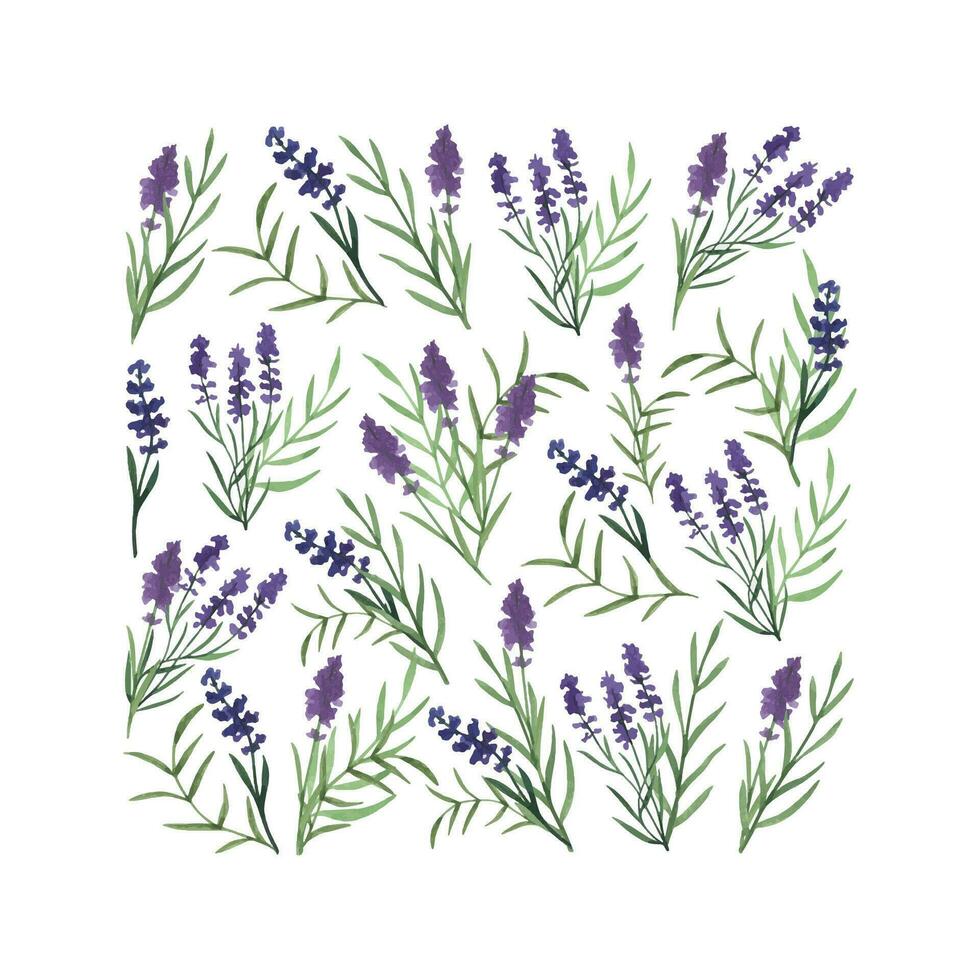 Provence lavande fleurs et feuilles. main tiré été herbe aquarelle clipart vecteur