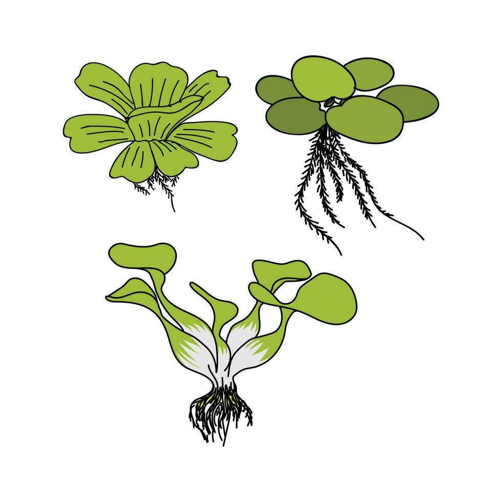 ensemble de aquatique plante,pistia stratiotes je, eichhornie crassipes, limnobium laevigatum pour agricole nuisance cannabis ou aquarium et poisson étang illustration vecteur