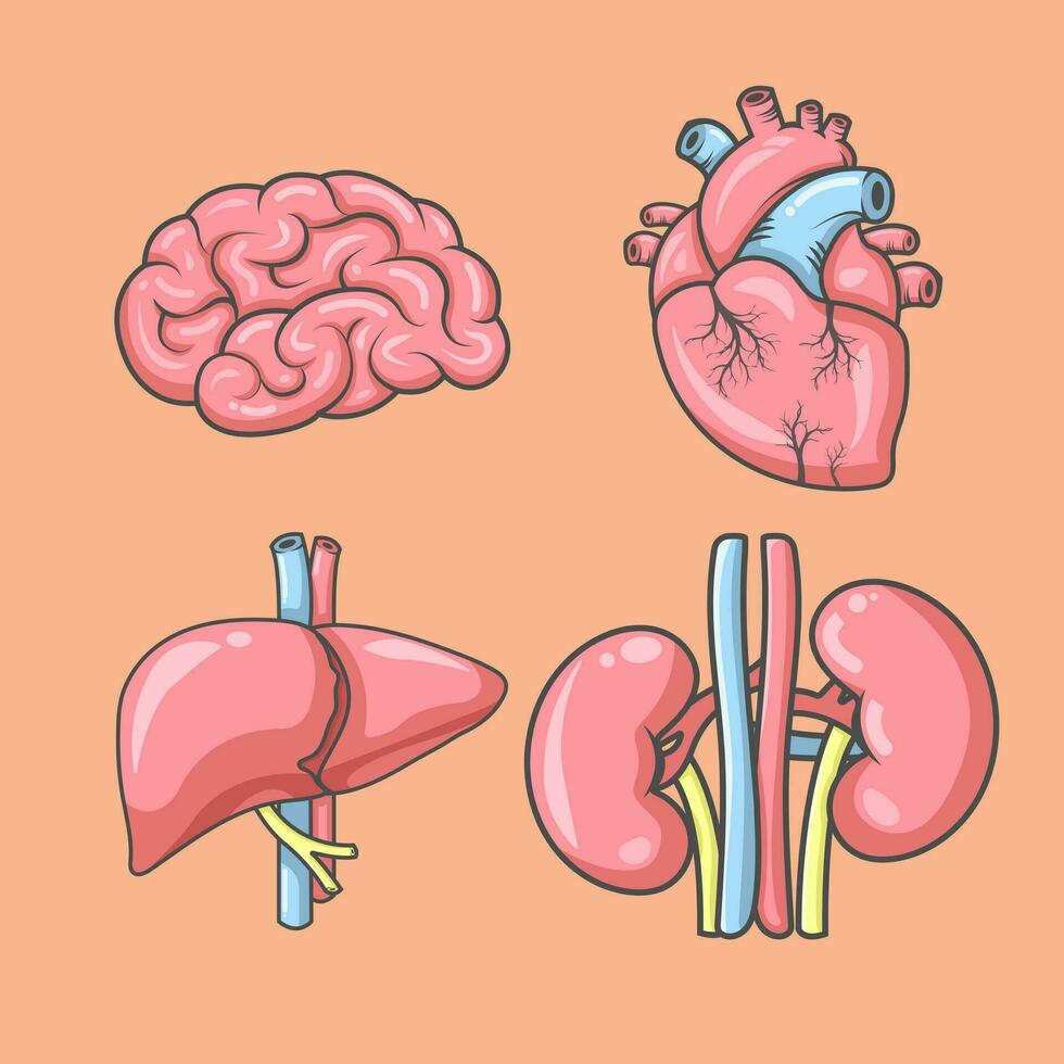 vecteur Humain organes isométrique Icônes cœur cerveau foie un rein illustration pack d'autocollants