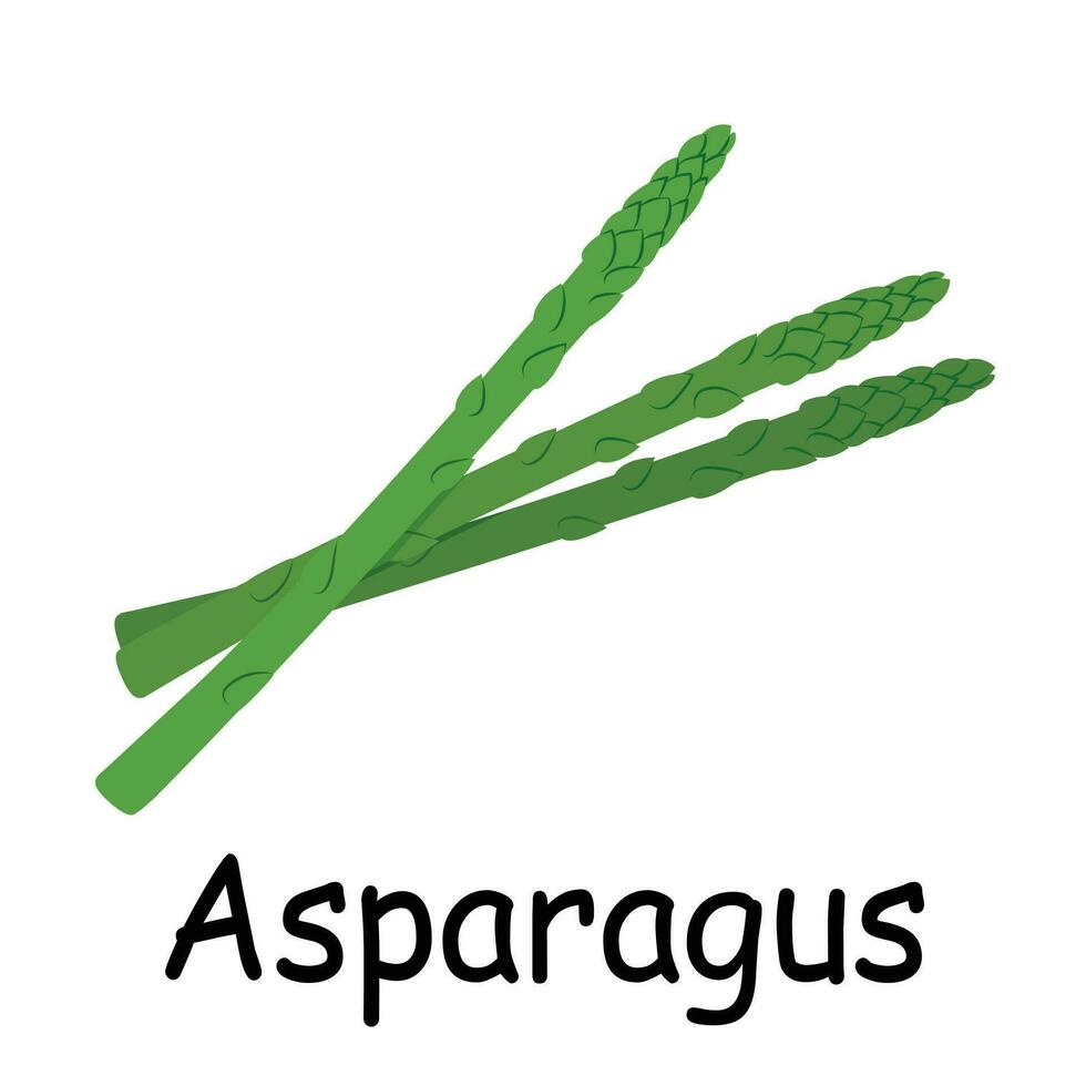 asperges illustration plat vecteur. des légumes flashcard. élément pour cuisine, cuisson, super marché, en bonne santé mode de vie concept. vecteur