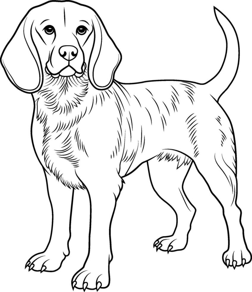 une noir et blanc dessin de beagle chien. main tiré contour de beagle vecteur