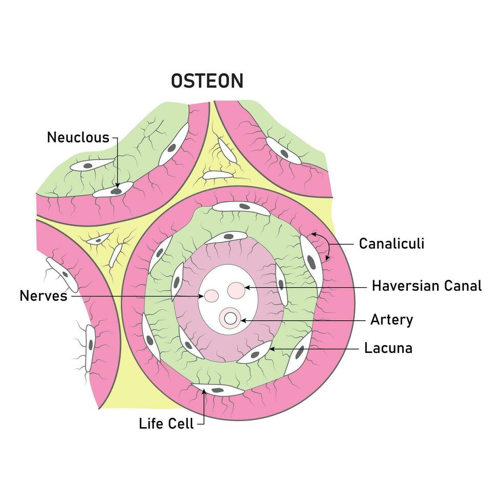 ostéon science conception vecteur illustration diagramme